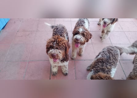 Lagotto Romagnolo Welpen