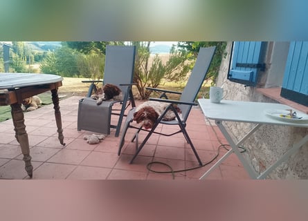 Lagotto Romagnolo Welpen