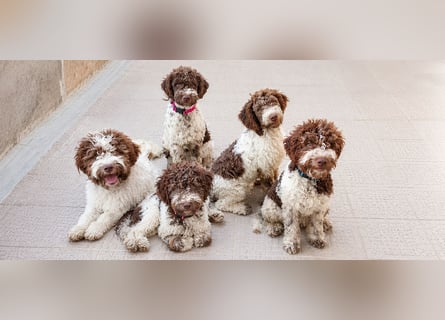 Lagotto Romagnolo Welpen