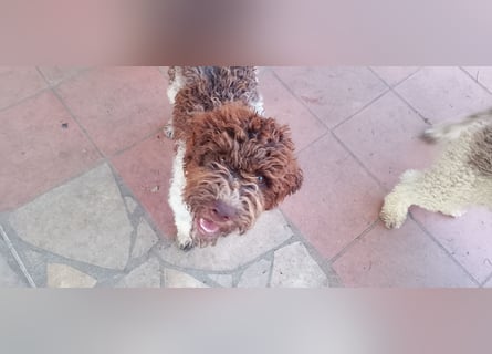 Lagotto Romagnolo Welpen