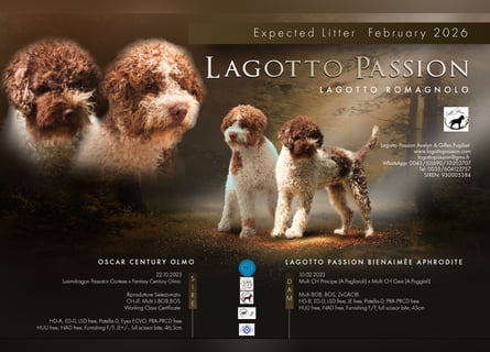 Lagotto Romagnolo Welpen