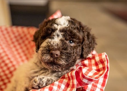 Lagotto Romagnolo Welpen