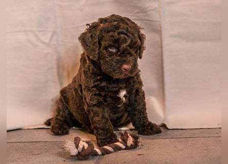 Lagotto Romagnolo Welpen