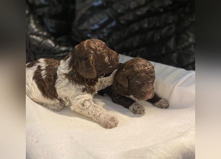 Lagotto Romagnolo Welpen