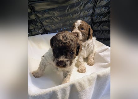 Lagotto Romagnolo Welpen