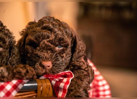 Lagotto Romagnolo Welpen