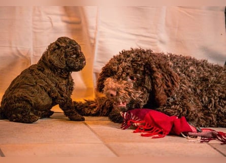 Lagotto Romagnolo Welpen