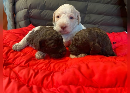 Lagotto Romagnolo Welpen