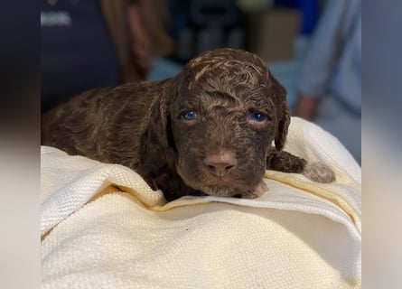 Lagotto Romagnolo Welpen