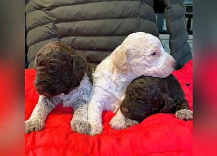 Lagotto Romagnolo Welpen