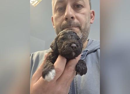 Lagotto Romagnolo Wwlpen(Italienische Wasserhund)