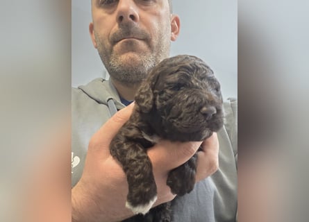 Lagotto Romagnolo Wwlpen(Italienische Wasserhund)