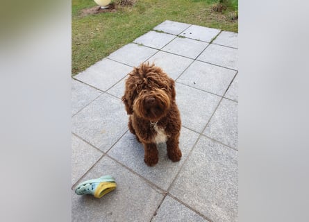 Lagotto Romagnolo Wwlpen(Italienische Wasserhund)