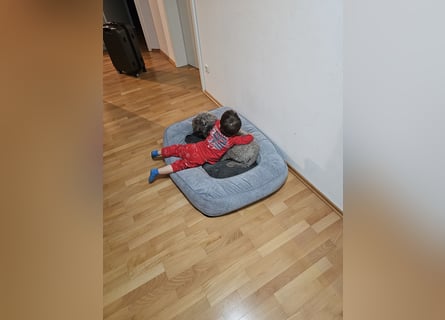 Lagotto Romagnolo Wwlpen(Italienische Wasserhund)