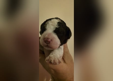Lagotto Romagnolo Wwlpen(Italienische Wasserhund)