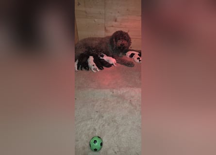 Lagotto Romagnolo Wwlpen(Italienische Wasserhund)