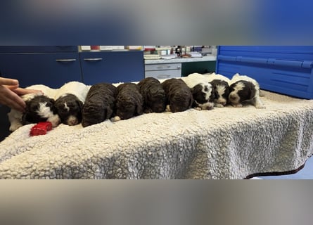 Lagotto Romagnolo Wwlpen(Italienische Wasserhund)