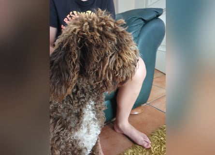 Lagotto Romagnolo Wwlpen(Italienische Wasserhund)