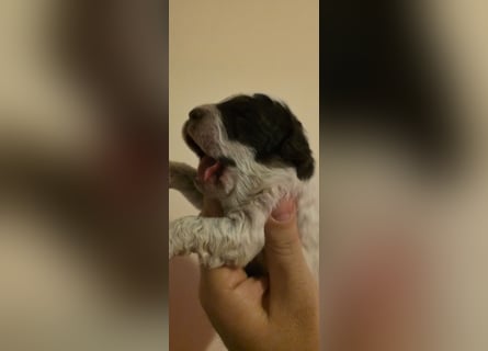 Lagotto Romagnolo Wwlpen(Italienische Wasserhund)