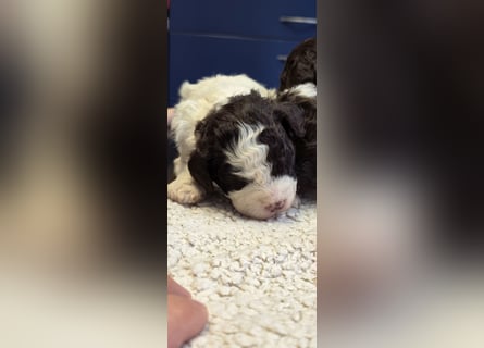 Lagotto Romagnolo Wwlpen(Italienische Wasserhund)