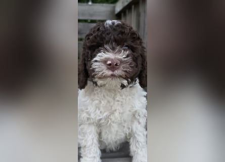 Lagotto Romagnolo Welpen(Italienische Wasserhund)