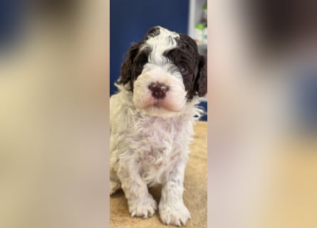 Lagotto Romagnolo Wwlpen(Italienische Wasserhund)