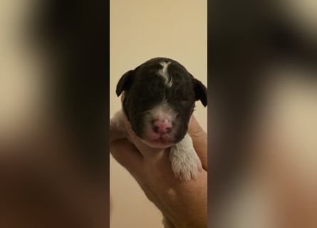 Lagotto Romagnolo Wwlpen(Italienische Wasserhund)