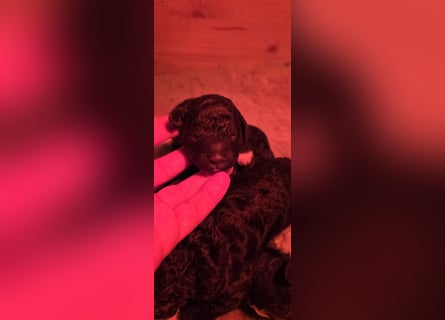 Lagotto Romagnolo Wwlpen(Italienische Wasserhund)