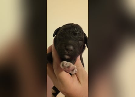 Lagotto Romagnolo Wwlpen(Italienische Wasserhund)