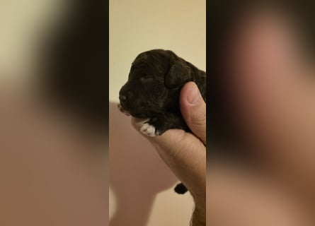 Lagotto Romagnolo Wwlpen(Italienische Wasserhund)