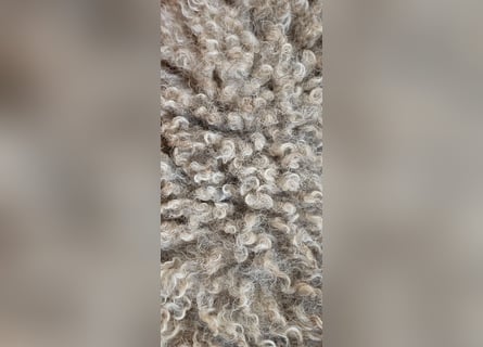 Lagotto Romagnolo Wwlpen(Italienische Wasserhund)