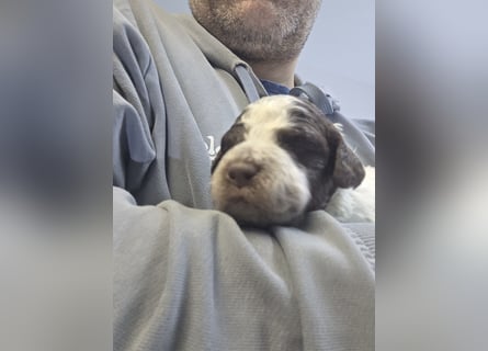 Lagotto Romagnolo Wwlpen(Italienische Wasserhund)