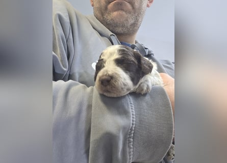 Lagotto Romagnolo Wwlpen(Italienische Wasserhund)