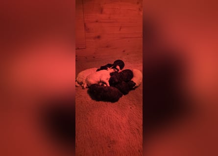 Lagotto Romagnolo Wwlpen(Italienische Wasserhund)