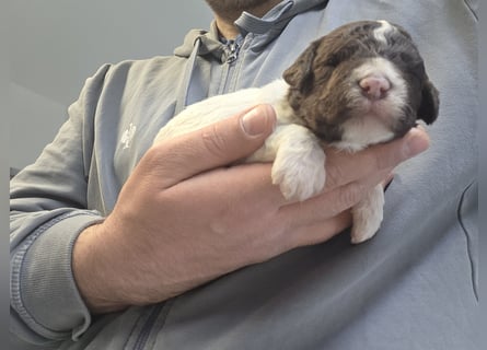 Lagotto Romagnolo Wwlpen(Italienische Wasserhund)