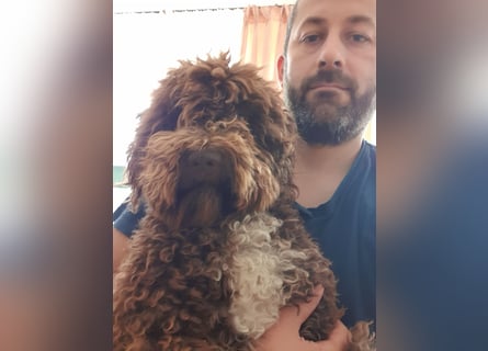 Lagotto Romagnolo Wwlpen(Italienische Wasserhund)