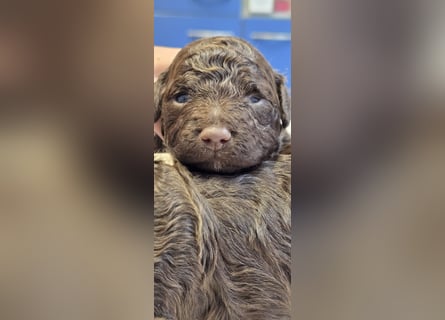 Lagotto Romagnolo Wwlpen(Italienische Wasserhund)