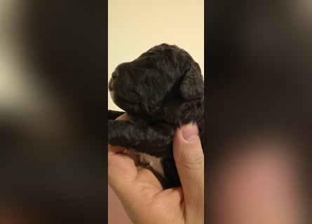 Lagotto Romagnolo Wwlpen(Italienische Wasserhund)