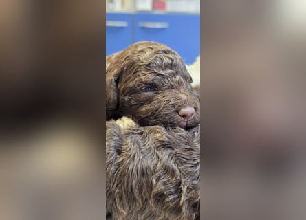 Lagotto Romagnolo Wwlpen(Italienische Wasserhund)