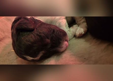 Lagotto Romagnolo Wwlpen(Italienische Wasserhund)