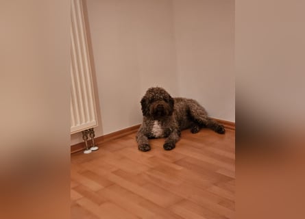 Lagotto Romagnolo Wwlpen(Italienische Wasserhund)