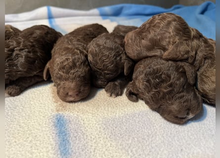 Lagotto Romagnolo – Welpen höchster Qualität aus der FCI-zertifizierten Zuchtstätte „King of the Tru