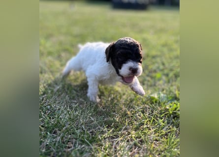 Lagotto Romagnolo – Welpen höchster Qualität aus der FCI-zertifizierten Zuchtstätte „King of the Tru