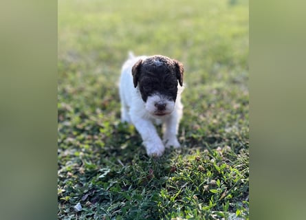 Lagotto Romagnolo – Welpen höchster Qualität aus der FCI-zertifizierten Zuchtstätte „King of the Tru
