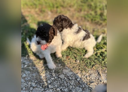 Lagotto Romagnolo – Welpen höchster Qualität aus der FCI-zertifizierten Zuchtstätte „King of the Tru