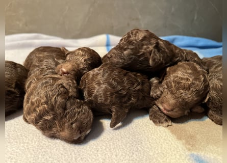 Lagotto Romagnolo – Welpen höchster Qualität aus der FCI-zertifizierten Zuchtstätte „King of the Tru
