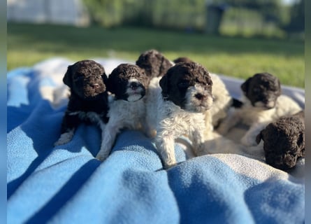 Lagotto Romagnolo – Welpen höchster Qualität aus der FCI-zertifizierten Zuchtstätte „King of the Tru