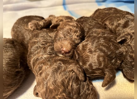 Lagotto Romagnolo – Welpen höchster Qualität aus der FCI-zertifizierten Zuchtstätte „King of the Tru
