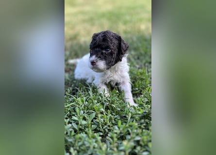 Lagotto Romagnolo – Welpen höchster Qualität aus der FCI-zertifizierten Zuchtstätte „King of the Tru
