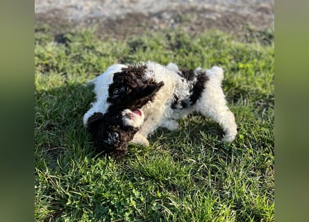Lagotto Romagnolo – Hochwertige Welpen aus der registrierten Zuchtstätte King of the Truffles